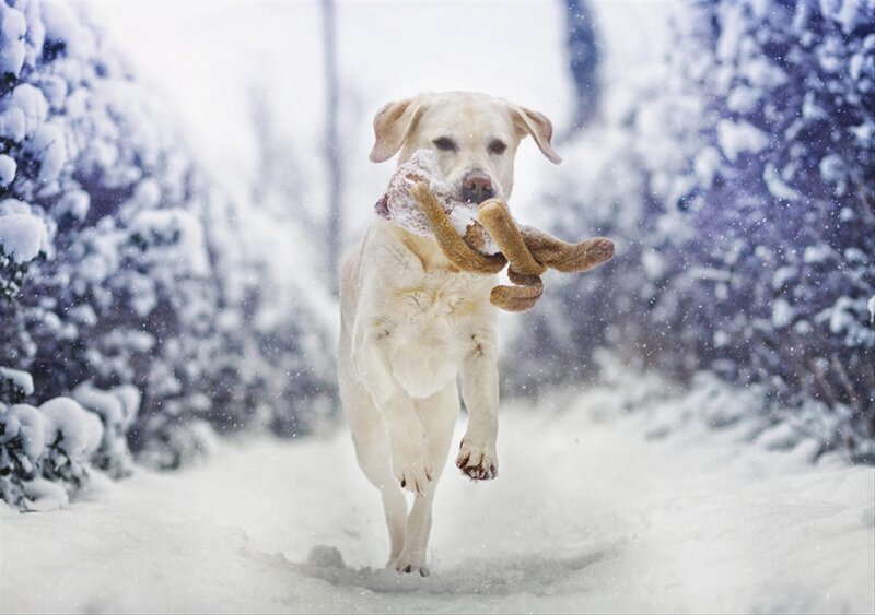 Yellow Lab in Snow — White, Active