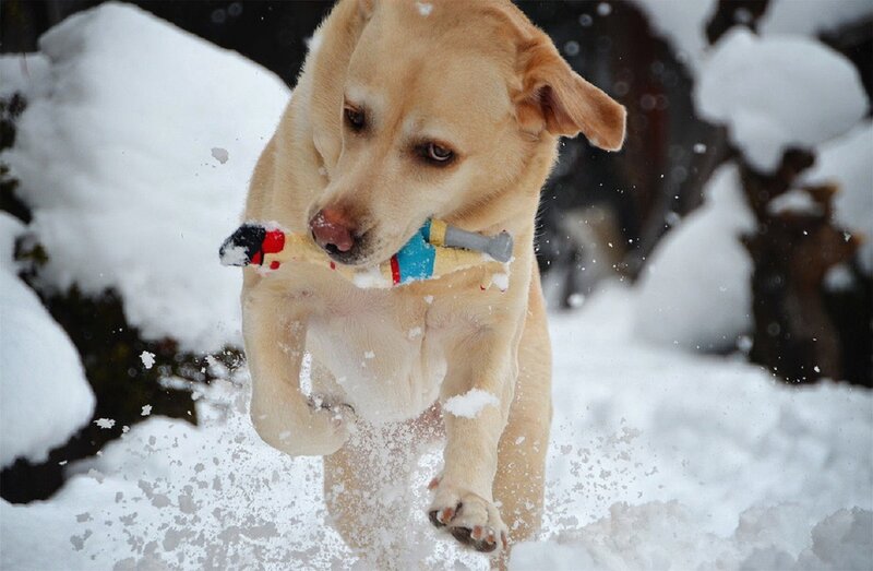 Yellow Lab in Snow — White, Active, Winter, Photograph