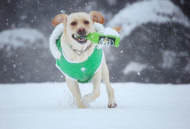 Yellow Lab in Snow — White, Active, Winter