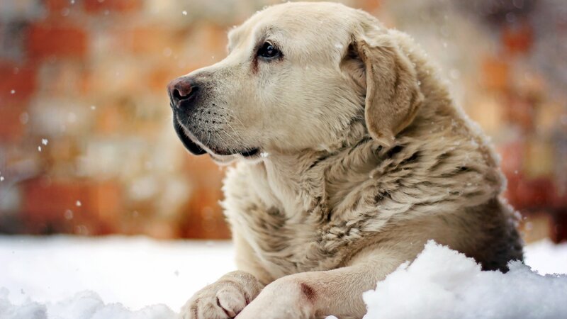 Yellow Lab in Snow — White, Calm