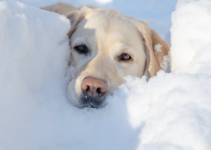 Yellow Lab in Snow — White, Calm, Winter, Photograph