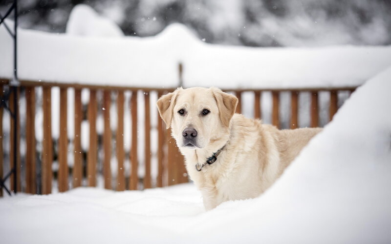Yellow Lab in Snow — White, Calm, Winter