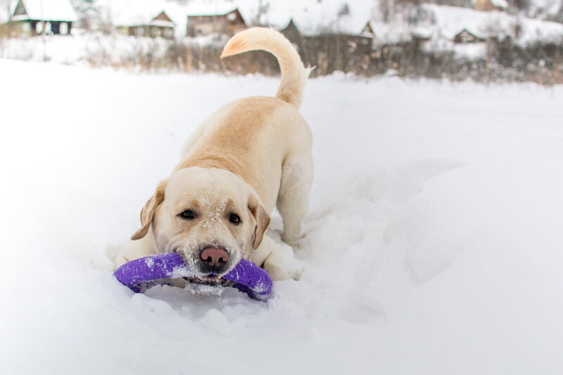 Yellow Lab in Snow — White, Playful