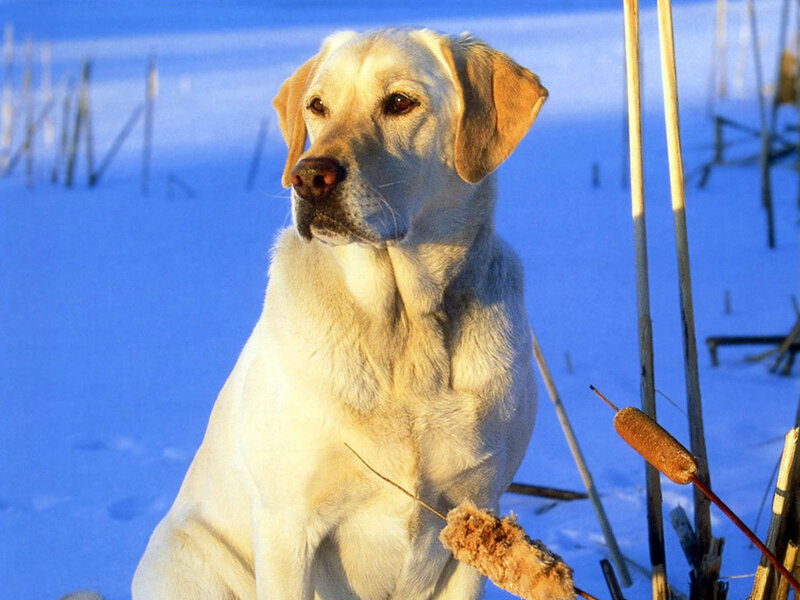 yellow lab in snowy field