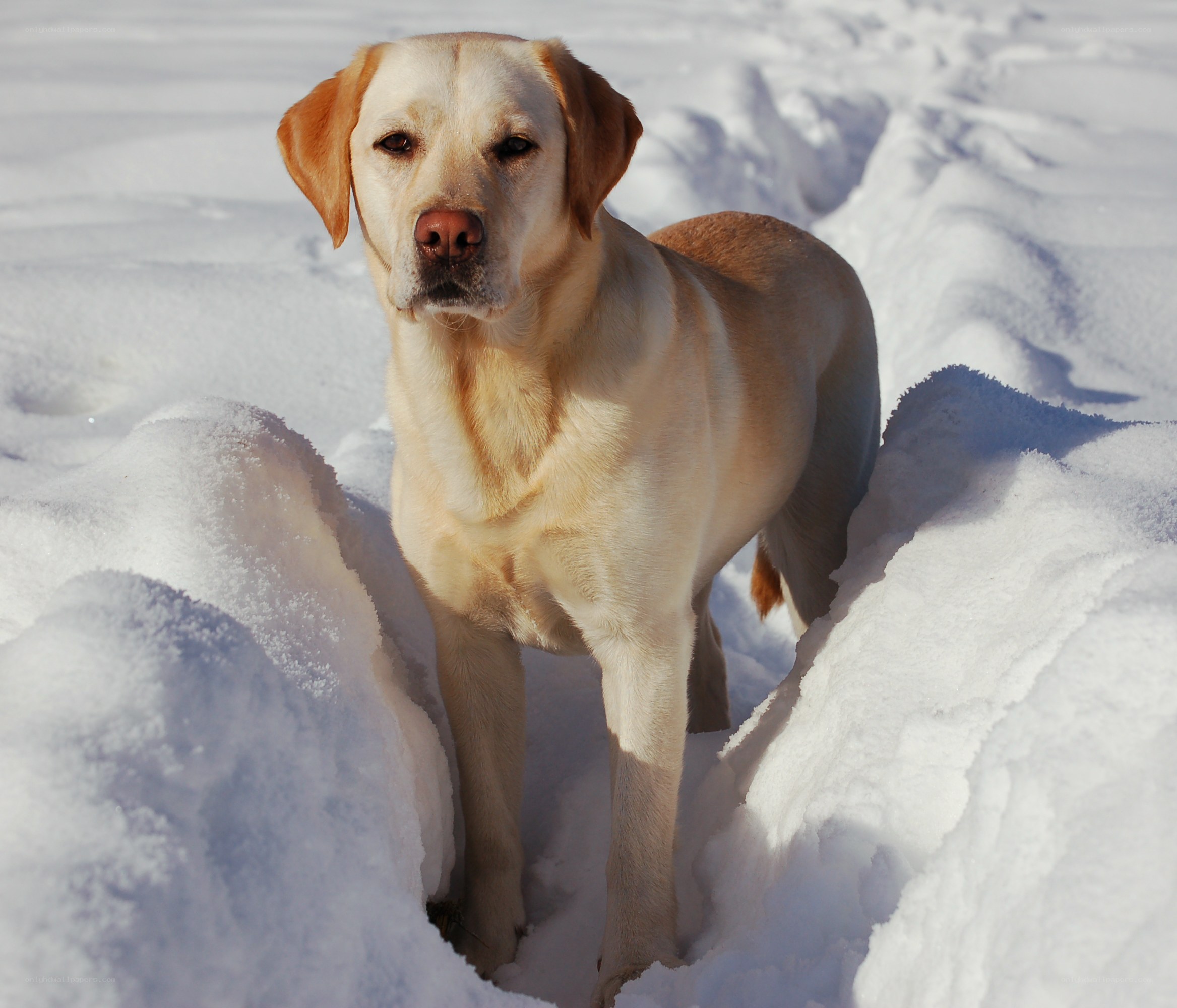 Yellow lab in snowy field