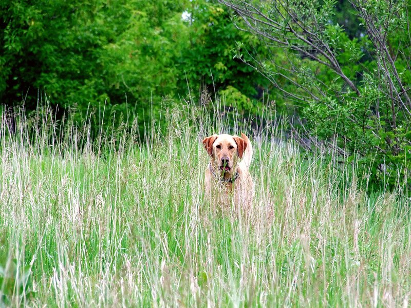 Yellow Lab in Tall Grass