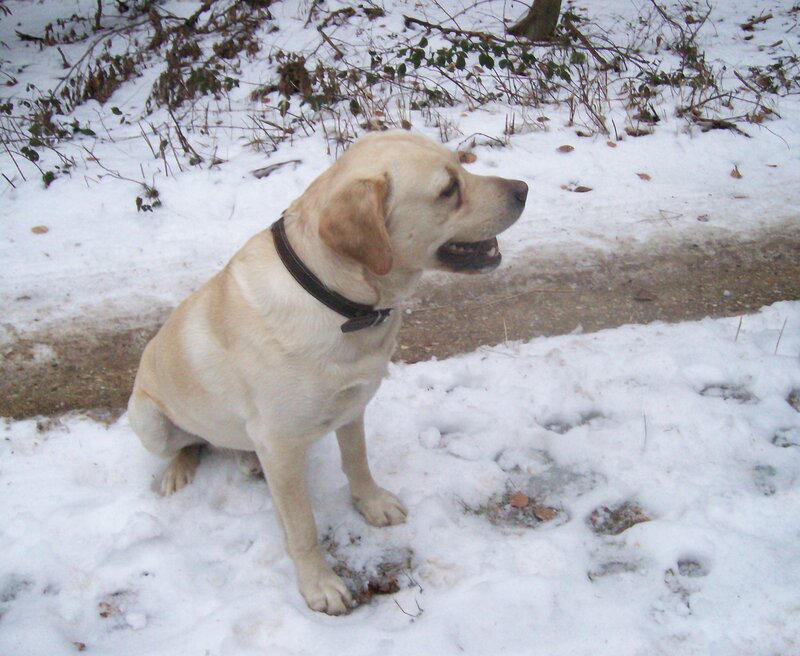 Yellow lab in the snow