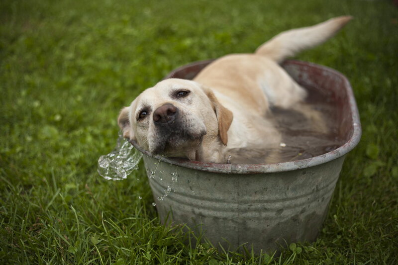 Yellow Lab in Tub