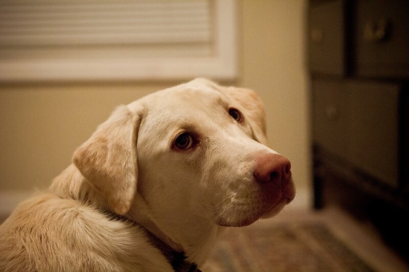 yellow lab looking up