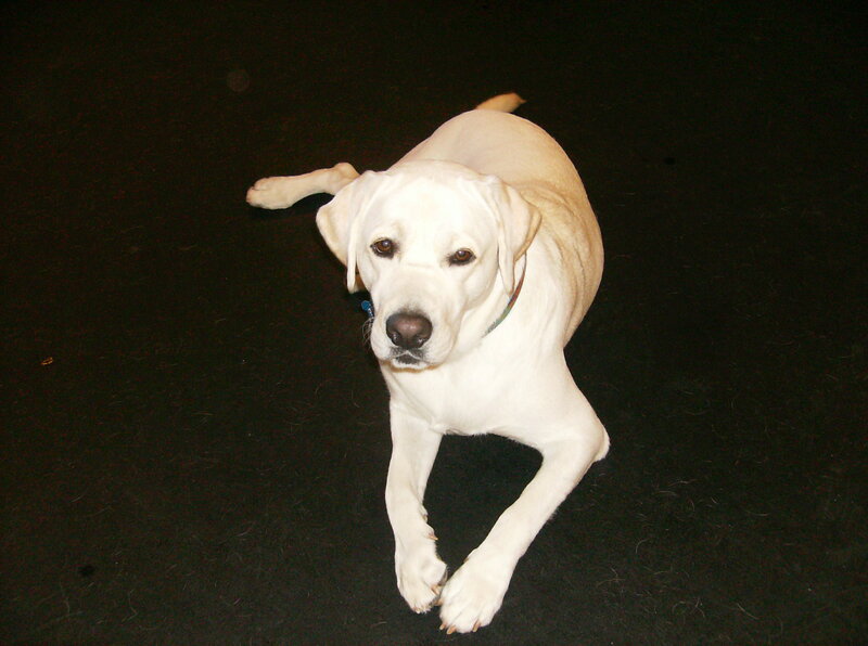 yellow lab lying on dark surface
