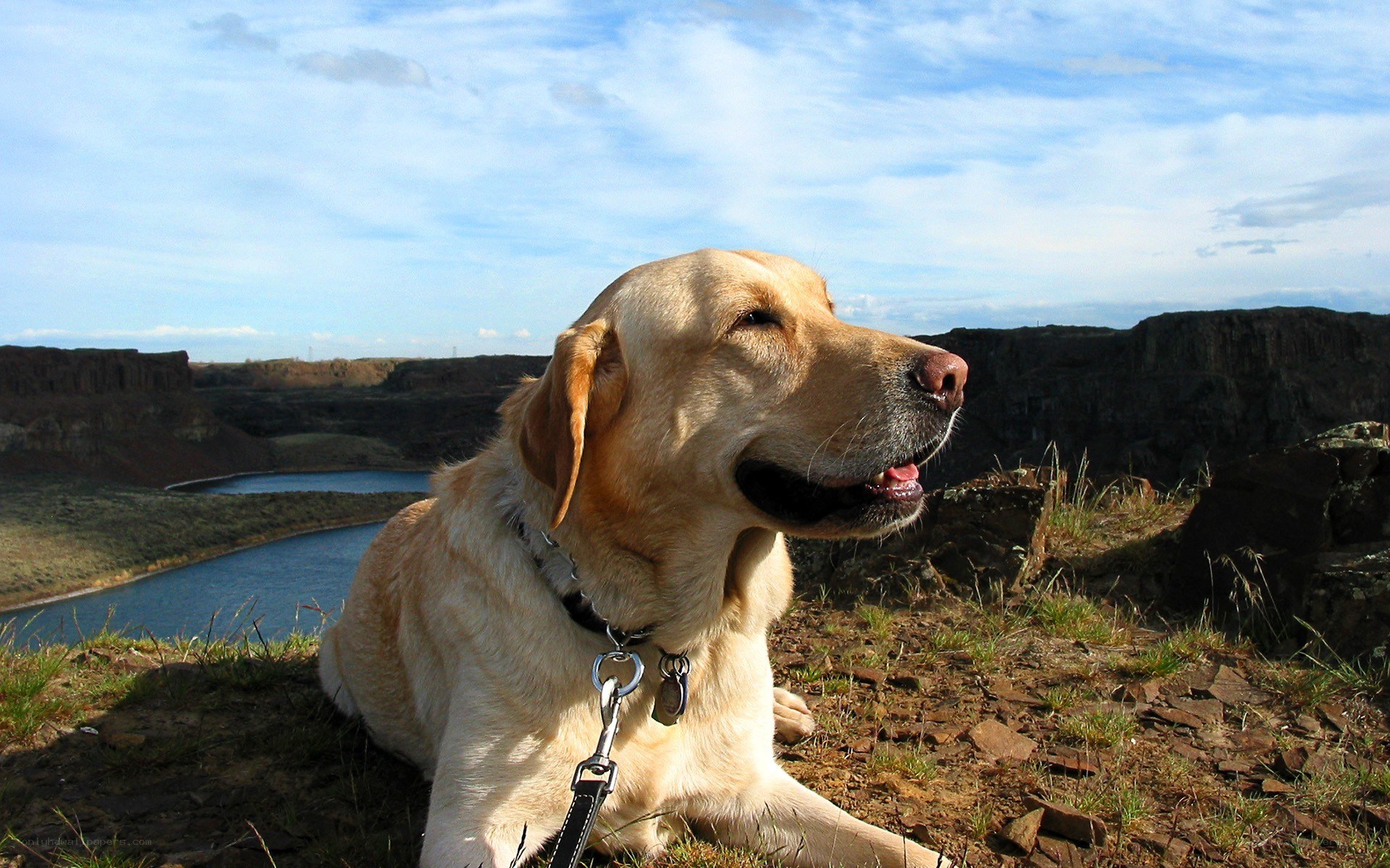 Yellow lab on a cliff