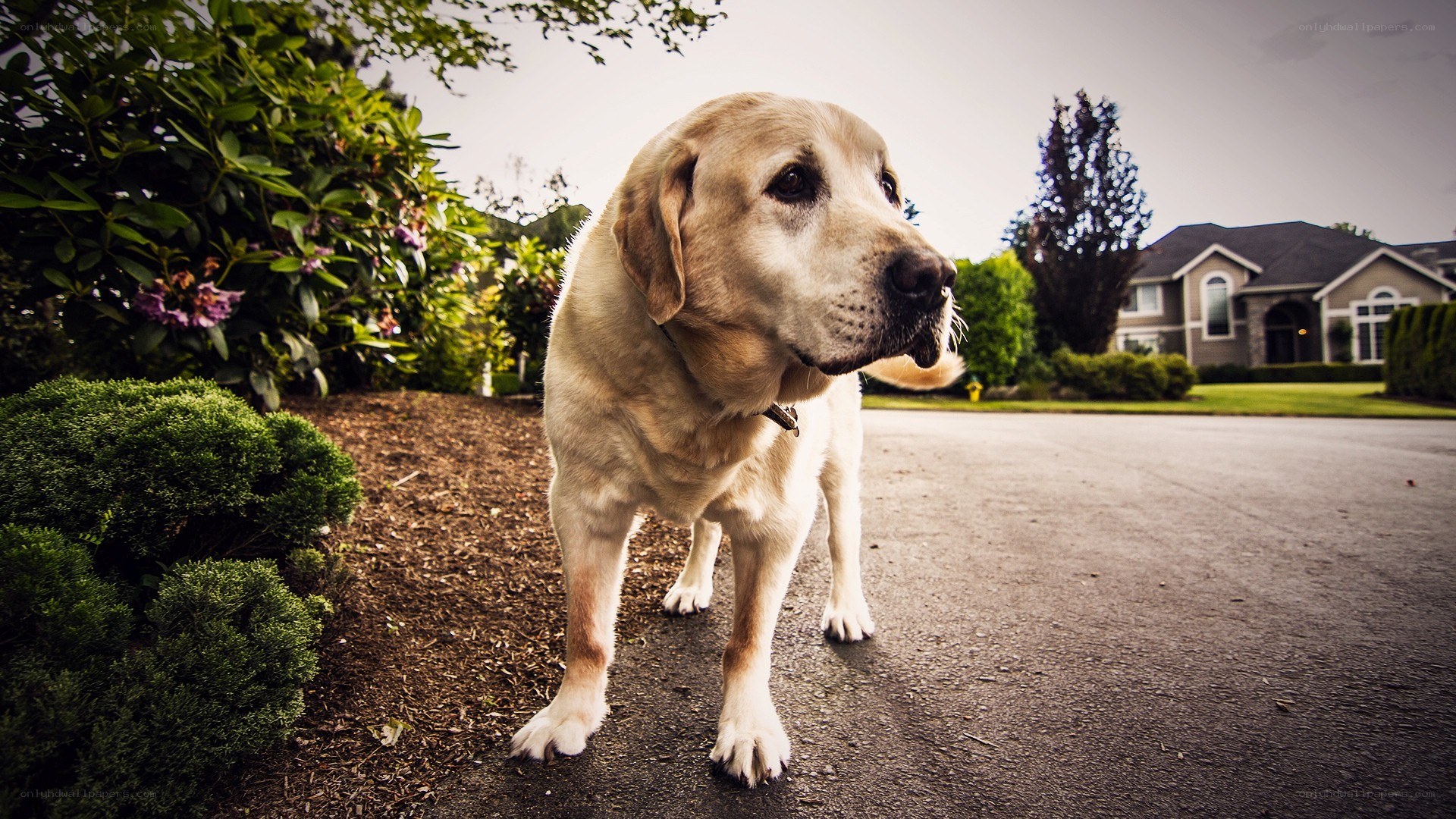 yellow lab on a driveway