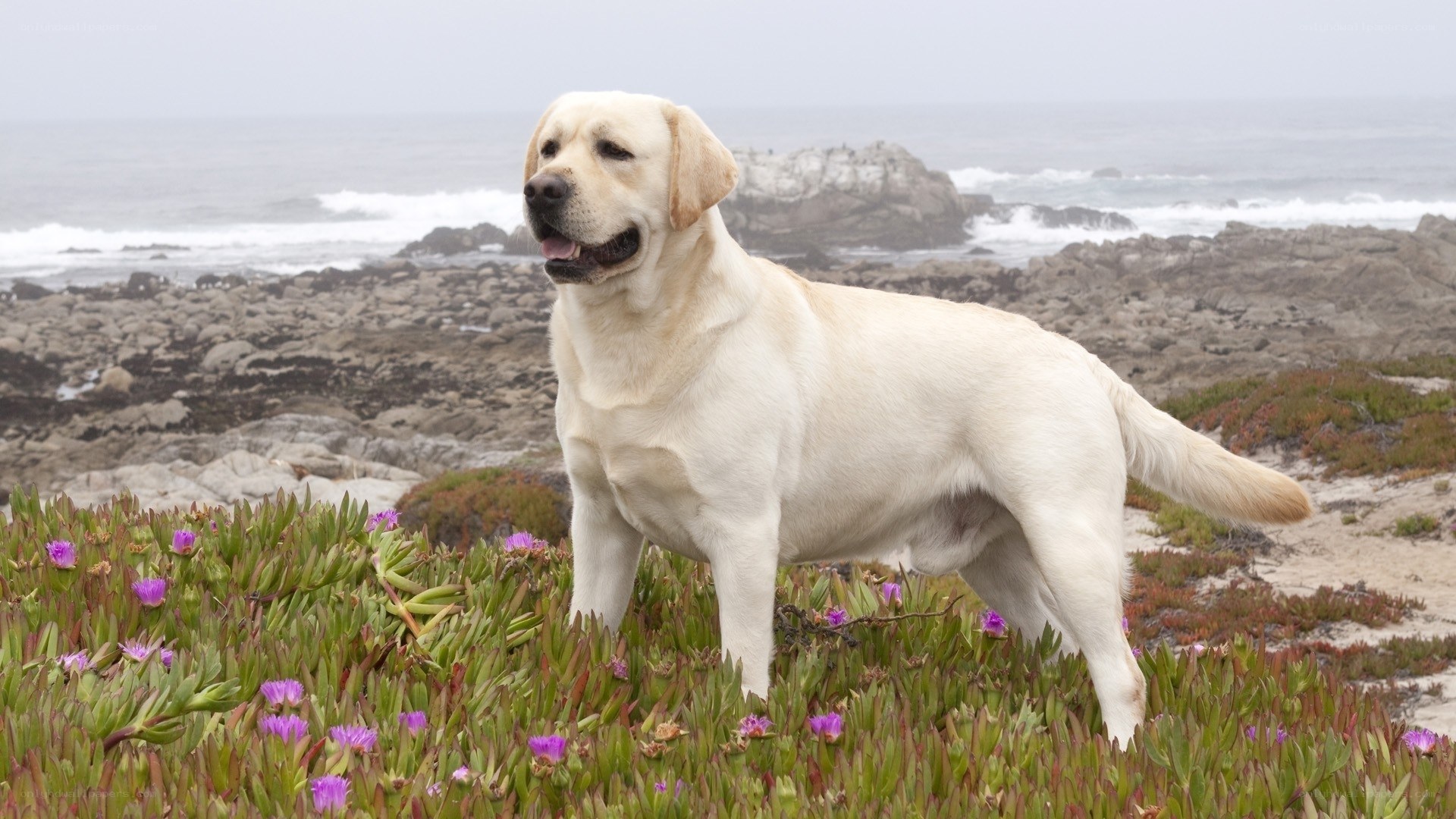Yellow lab on a rocky beach