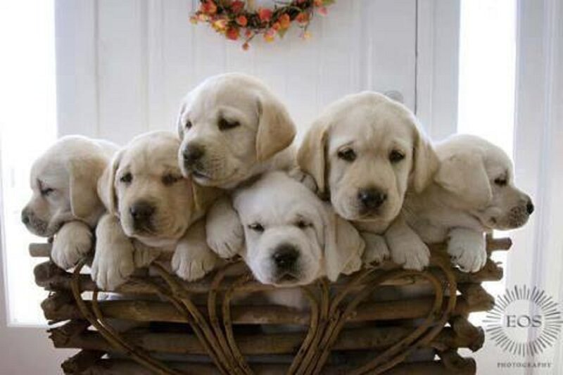 Yellow Lab Puppies