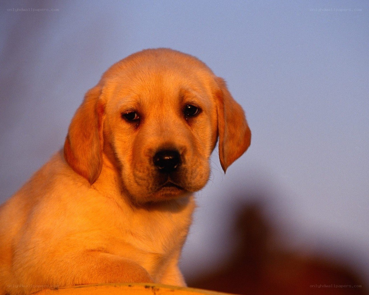 yellow lab puppy