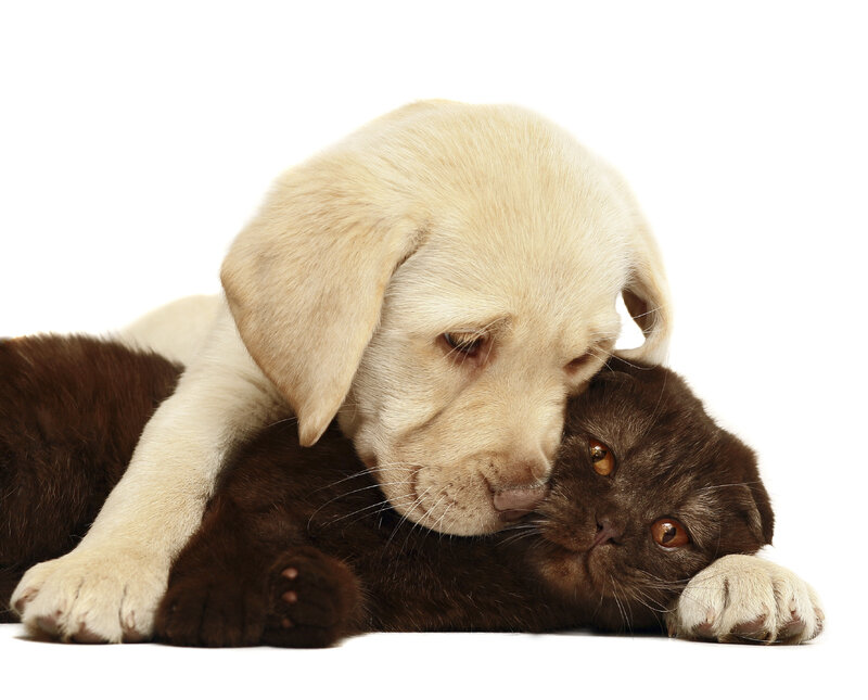 Yellow Lab Puppy and Brown Cat