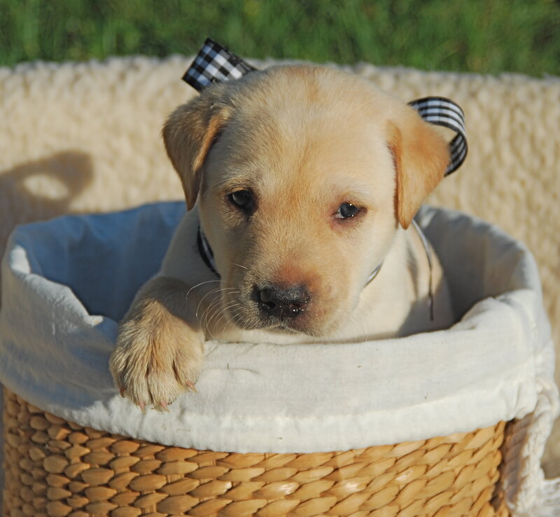 Yellow Lab Puppy — Beige, Calm, Afternoon, Photograph, Basket