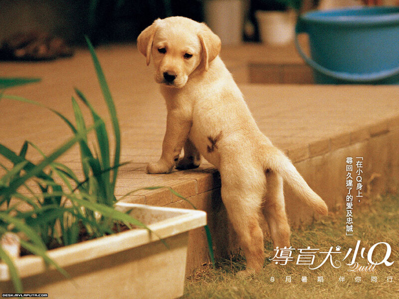 Yellow Lab Puppy — Beige, Calm, Afternoon