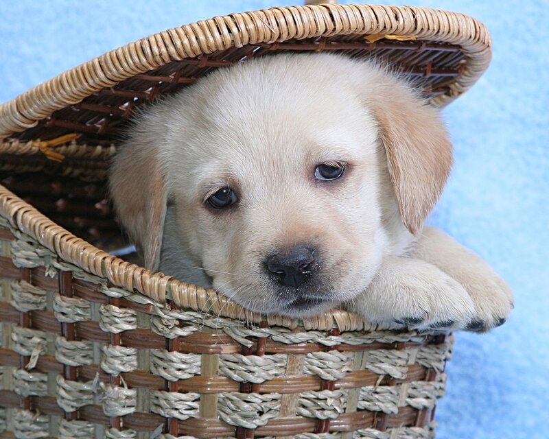 Yellow Lab Puppy — Beige, Calm, Photograph, Basket