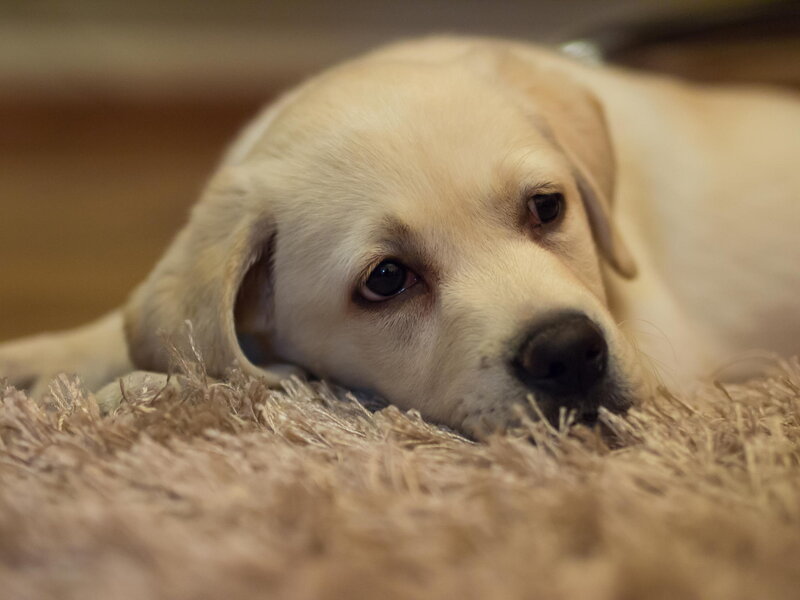 Yellow Lab Puppy — Beige, Calm, Photograph, Carpet