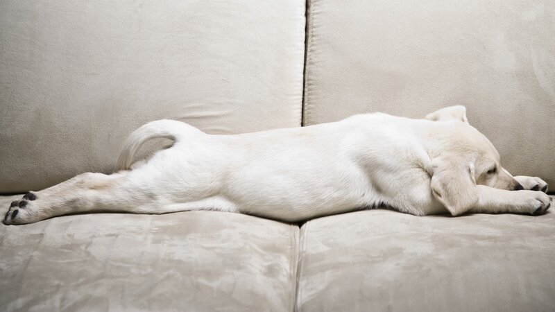 Yellow Lab Puppy — Beige, Calm, Photograph, Couch
