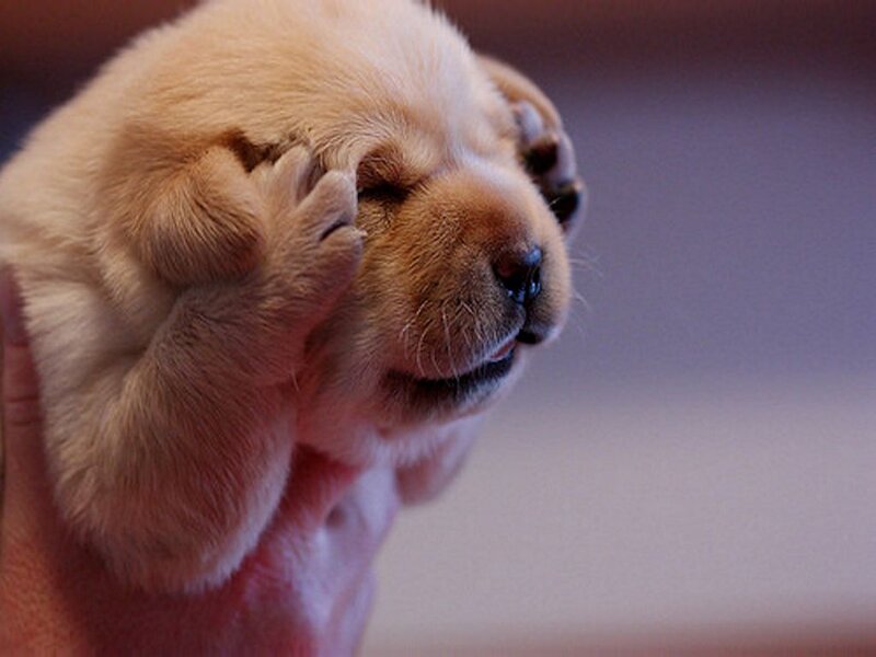 Yellow Lab Puppy — Beige, Calm, Photograph, Paw, Hand