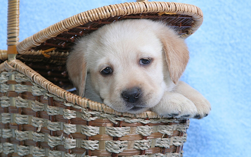Yellow Lab Puppy — Beige, Calm, Photograph