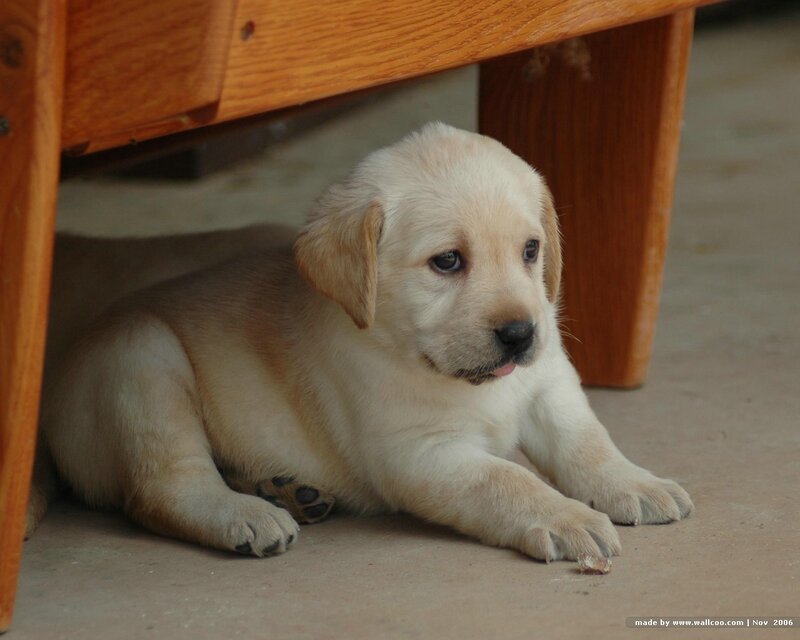 Yellow Lab Puppy — Beige, Calm