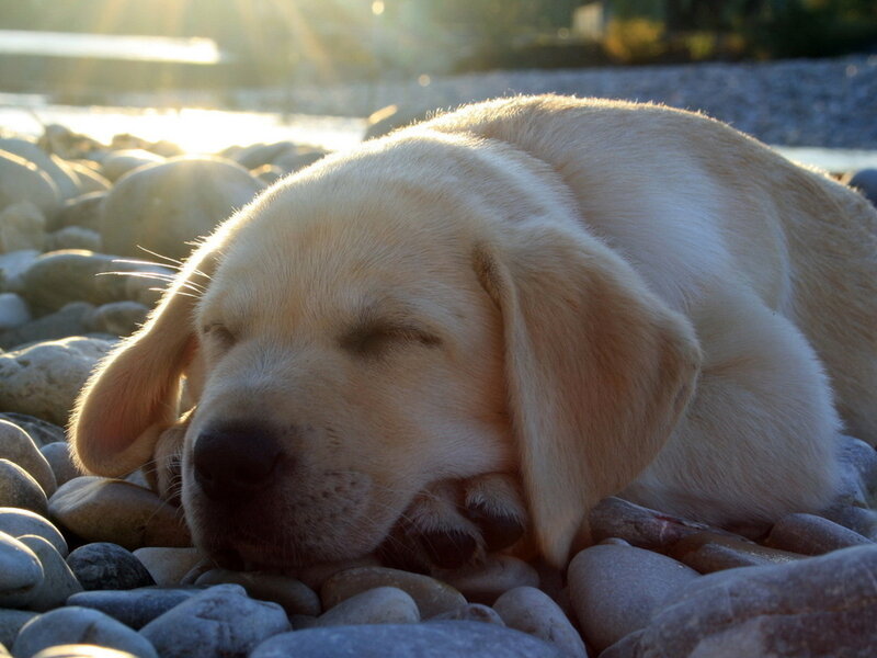 Yellow Lab Puppy — Beige, Peaceful
