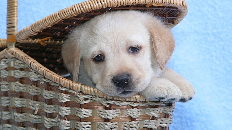 Yellow Lab Puppy — Beige, Photograph