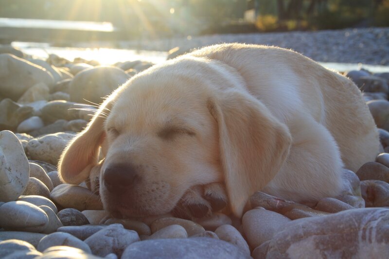 Yellow Lab Puppy — Beige, Serene, Sunset