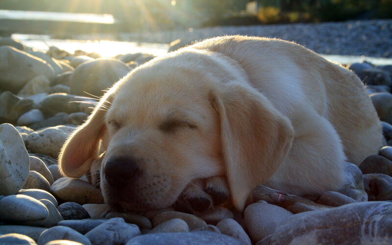 Yellow Lab Puppy — Beige, Serene
