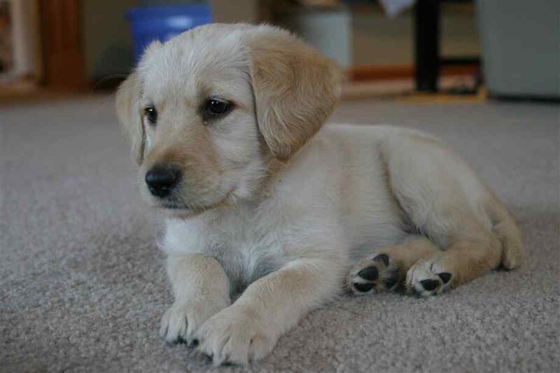 Yellow Lab Puppy — Beige