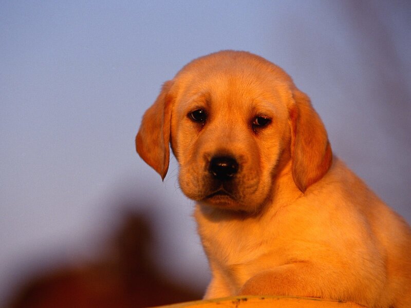 Yellow Lab Puppy — Blue Background
