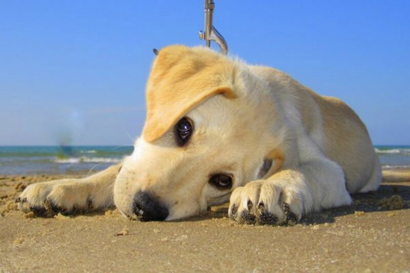 Yellow Lab Puppy — Blue, Calm, Afternoon