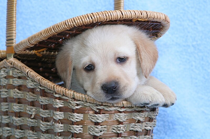 Yellow Lab Puppy — Blue, Calm, Photograph