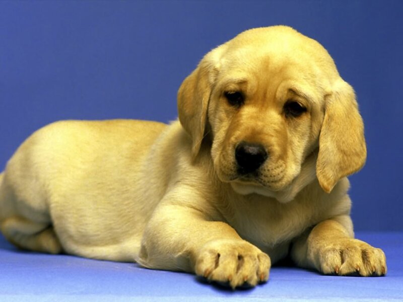 Yellow Lab Puppy — Blue, Calm