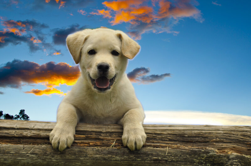Yellow Lab Puppy — Blue, Dramatic