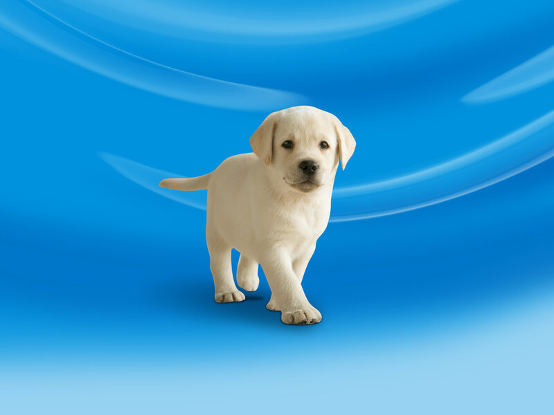 Yellow Lab Puppy — Blue