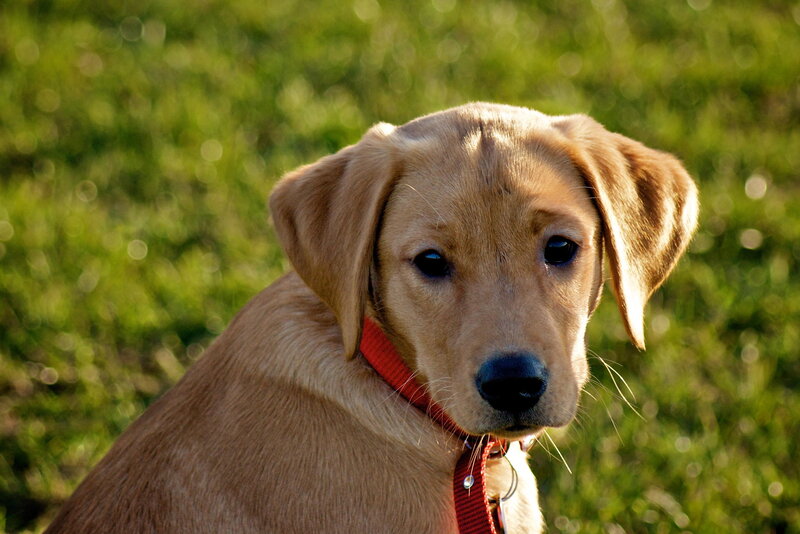 Yellow Lab Puppy — Brown, Calm, Afternoon, Photograph, Red Collar