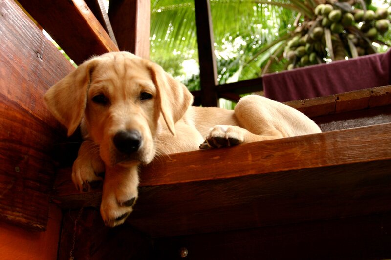 Yellow Lab Puppy — Brown, Calm, Afternoon