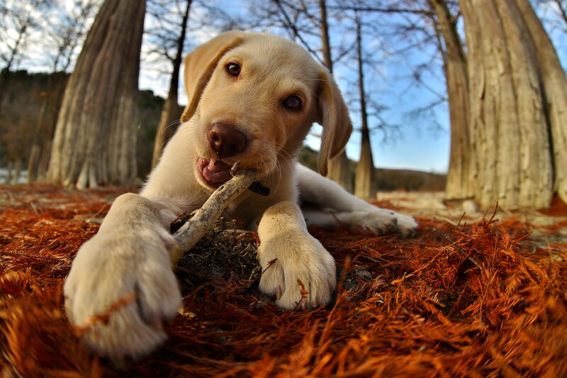 Yellow Lab Puppy — Brown, Calm, Autumn