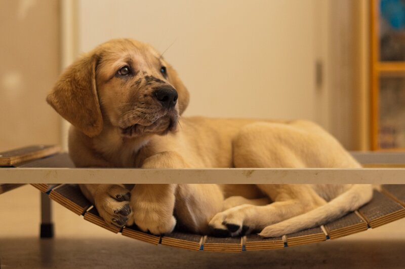 Yellow Lab Puppy — Brown, Calm, Photograph, Bed
