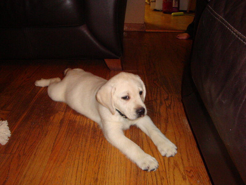 Yellow Lab Puppy — Brown, Calm, Photograph, Dog