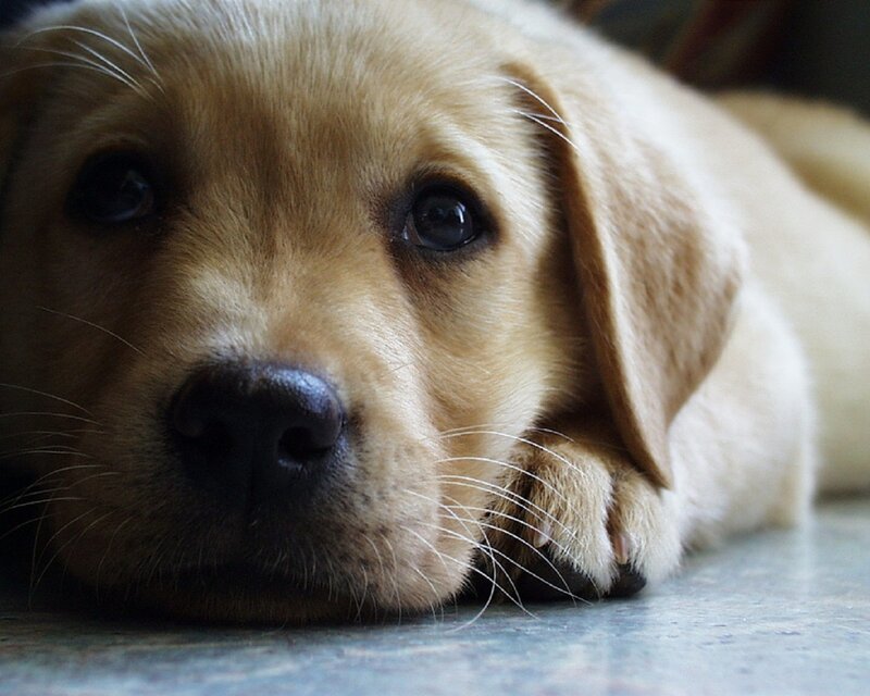 Yellow Lab Puppy — Brown, Calm, Photograph, Floor