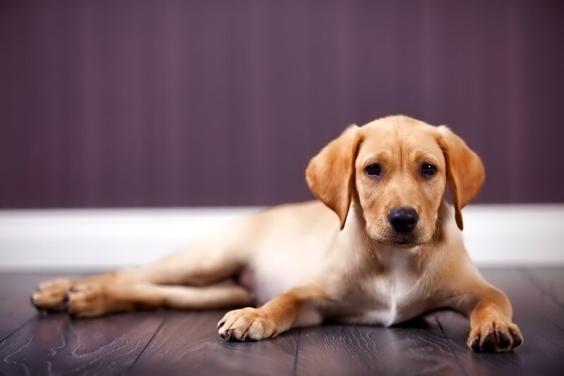 Yellow Lab Puppy — Brown, Calm, Photograph, Floor, Wall