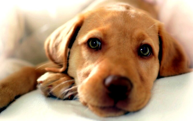 Yellow Lab Puppy — Brown, Calm, Photograph, Paws