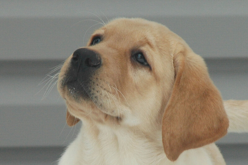 Yellow Lab Puppy — Brown, Calm, Photograph