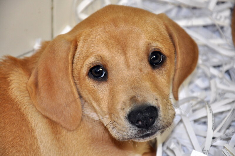 Yellow Lab Puppy — Brown, Calm
