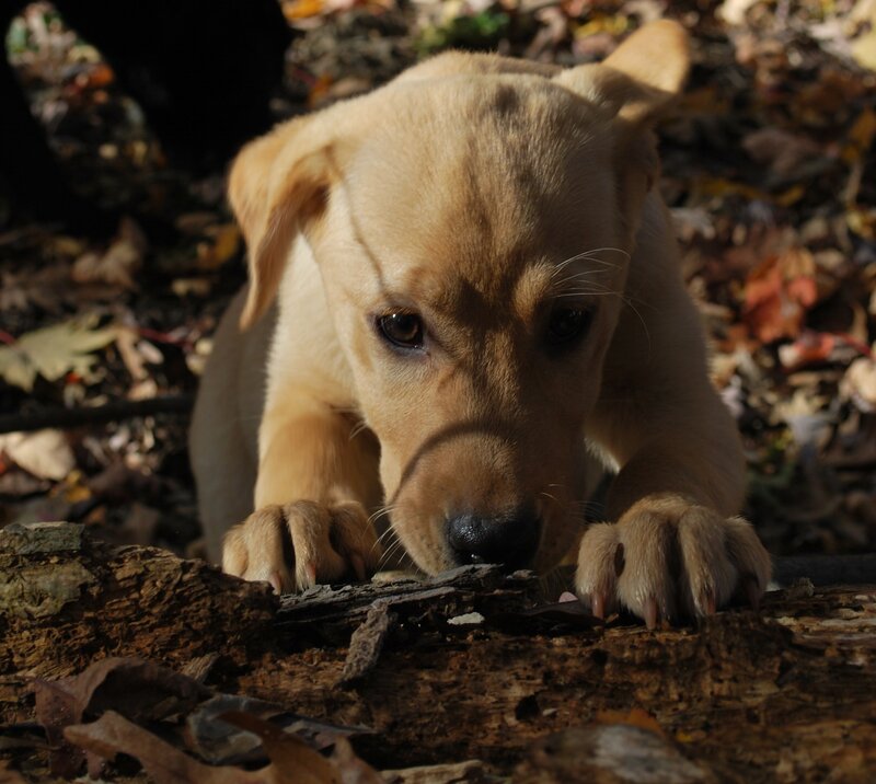 Yellow Lab Puppy — Brown, Curious